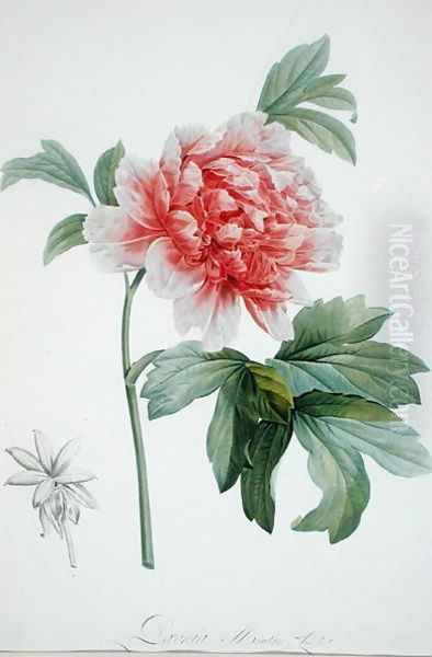 Peony, 1799 Oil Painting by Gerard Van Spaendonck