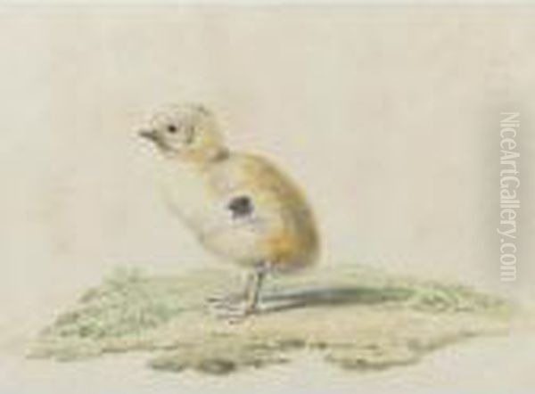 A Newborn Chick Oil Painting by Aert Schouman
