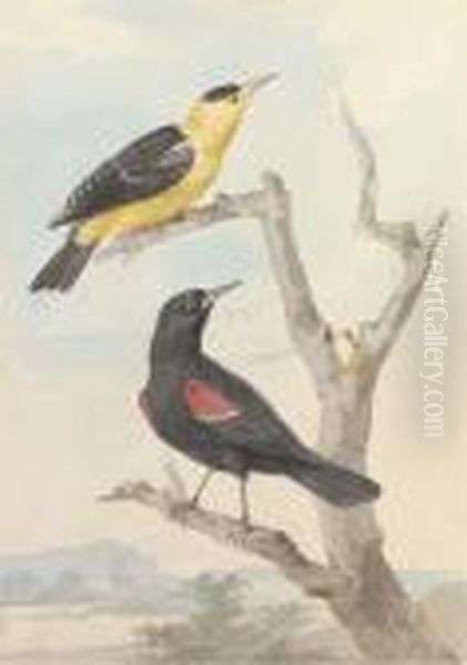 Two Exotic Birds On A Tree Oil Painting by Aert Schouman
