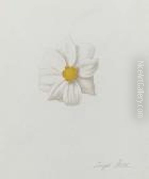 Pink Dahlia With Orange Center Oil Painting by Joseph Stella