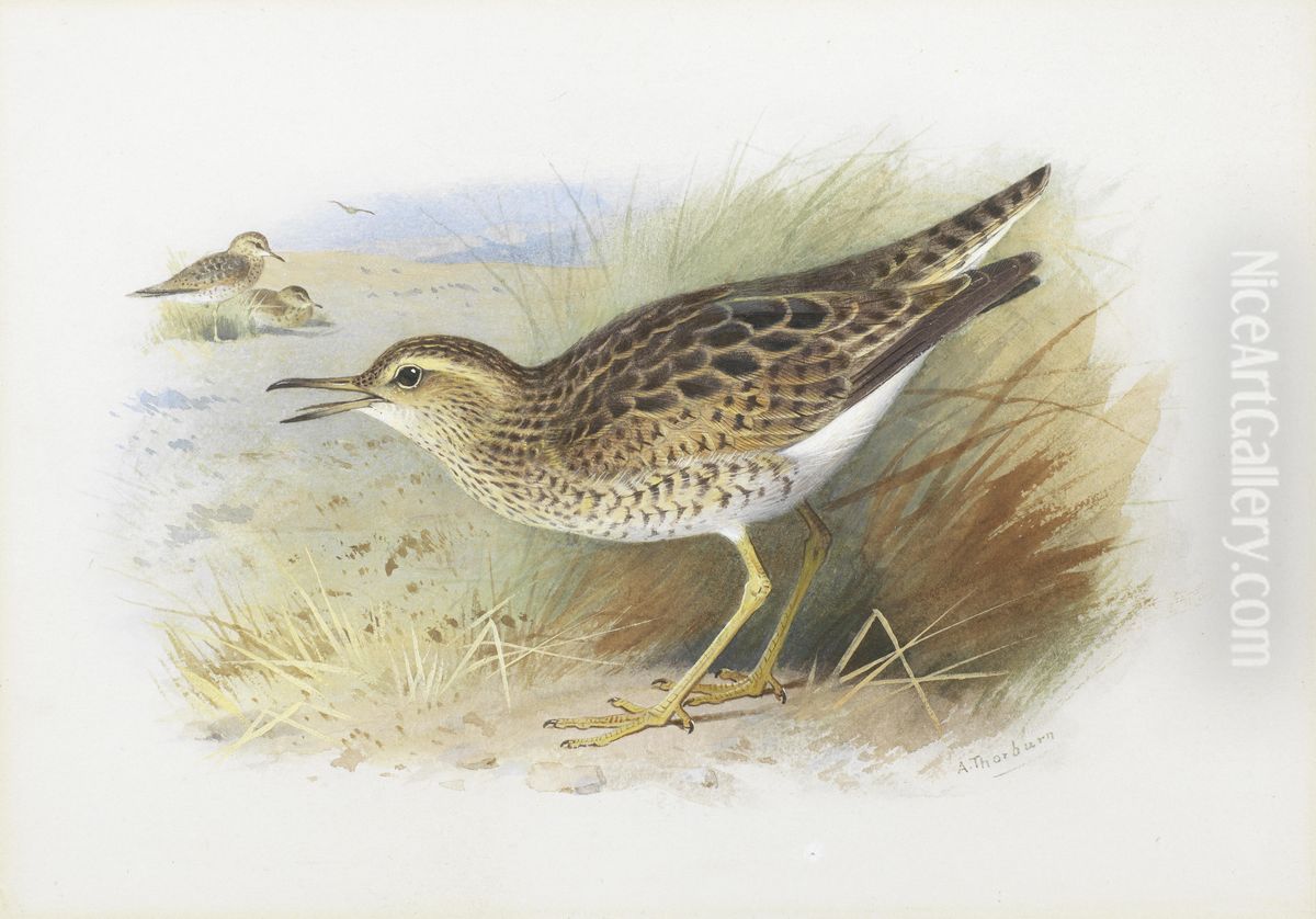 Bartram's Plover Oil Painting by Archibald Thorburn