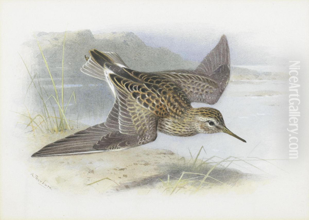 Pectoral Sandpiper Oil Painting by Archibald Thorburn