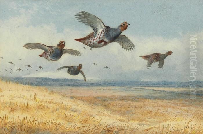 A Covey Of Partridge In Flight Over A Field Of Corn Oil Painting by Archibald Thorburn