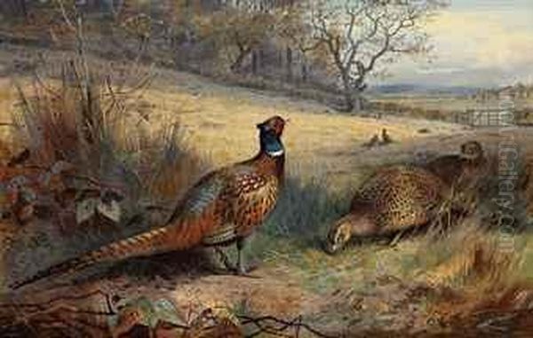 A Cock Pheasant With Two Hen 
Pheasants In An Autumnal Landscape,other Pheasants Beyond, A Farm With 
Sheep And Cattle In The Fardistance Oil Painting by Archibald Thorburn