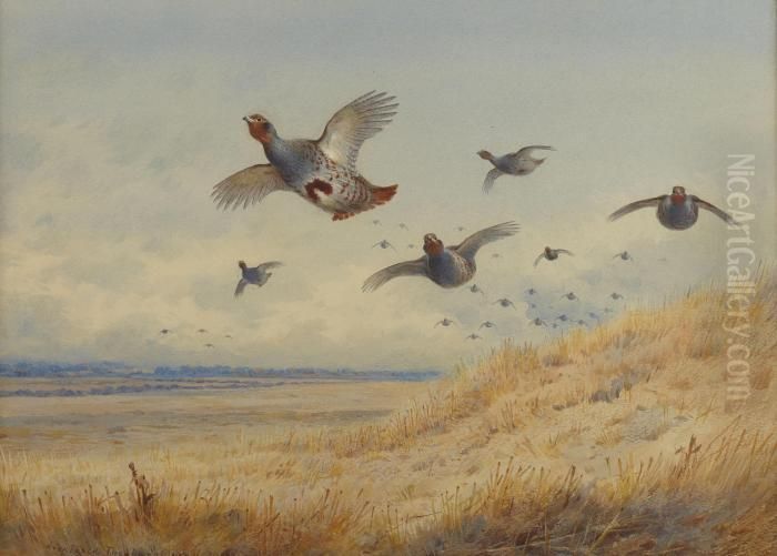 Partridge In Flight Oil Painting by Archibald Thorburn