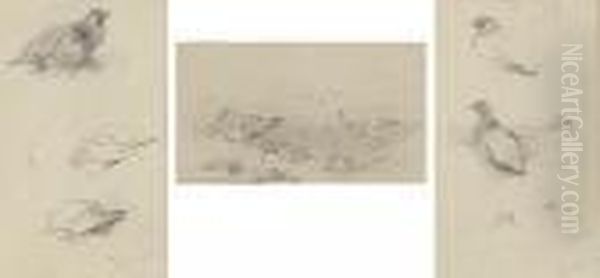 Three Studies Of Grouse Oil Painting by Archibald Thorburn