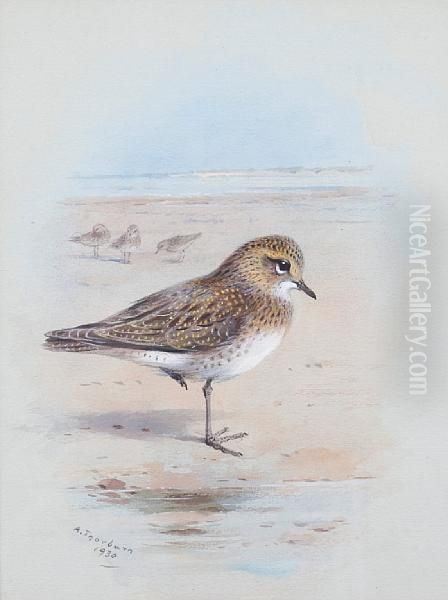 A Golden Plover On The Shore Oil Painting by Archibald Thorburn