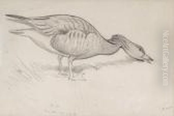 Studies Of Geese And Ducks Oil Painting by Archibald Thorburn