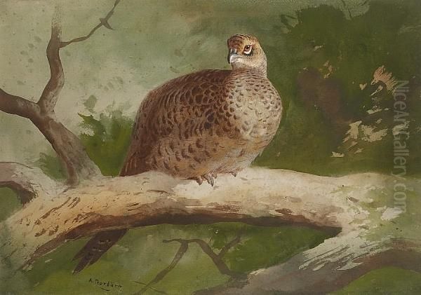 A Hen Pheasant Perched On A Branch Oil Painting by Archibald Thorburn