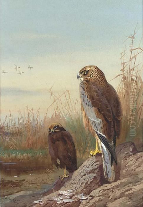 Marsh Harrier Oil Painting by Archibald Thorburn