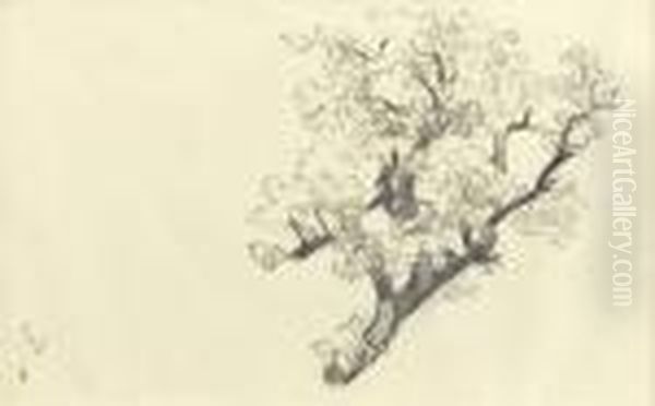 Branche D'arbre Oil Painting by Felix Edouard Vallotton