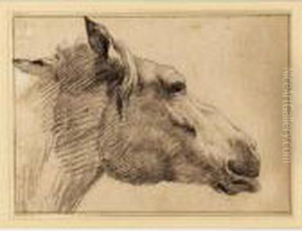 Study Of The Head Of A Horse Oil Painting by Adrian Van De Velde