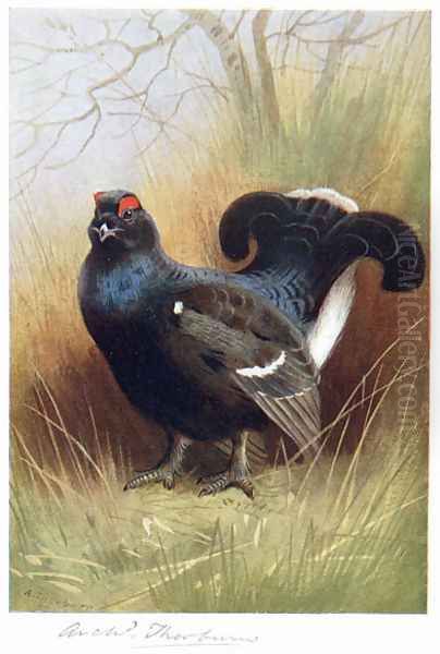 Blackcock Oil Painting by Archibald Thorburn