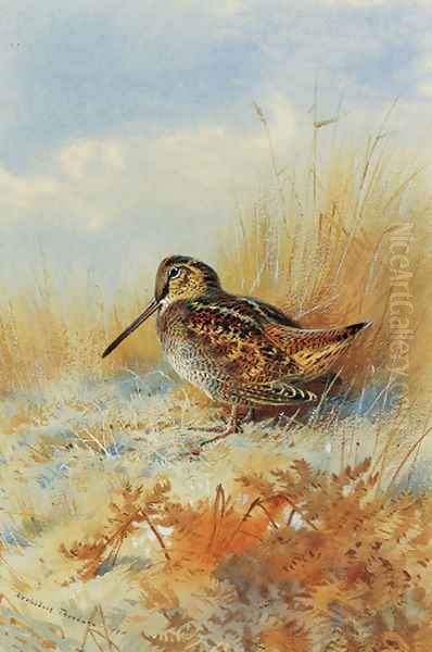 A woodcock at the edge of a field Oil Painting by Archibald Thorburn