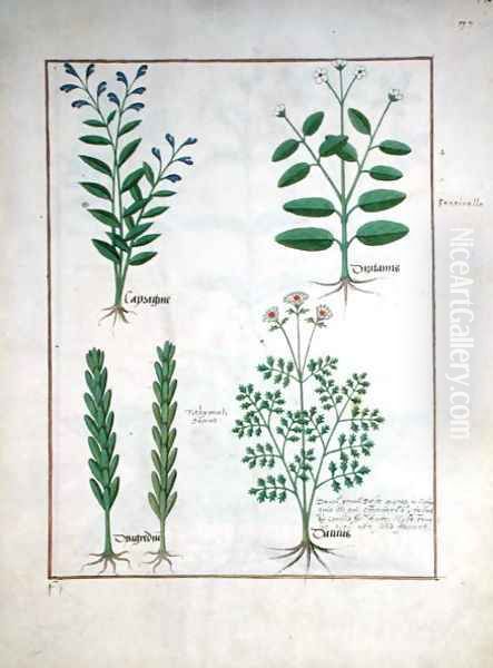 Illustration from the Book of Simple Medicines by Mattheaus Platearius d.c.1161 c.1470 26 Oil Painting by Robinet Testard