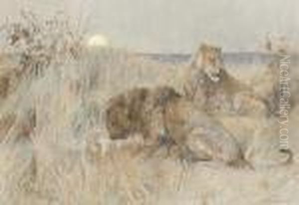 Lions At Dusk Oil Painting by Arthur Wardle