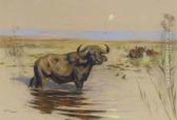 Water Buffalo Bathing At Sunset Oil Painting by Arthur Wardle