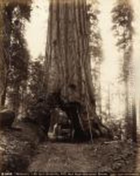 Wawona-28 Feet Diameter, 275 Feet High-mariposa Grove Oil Painting by Carleton Emmons Watkins