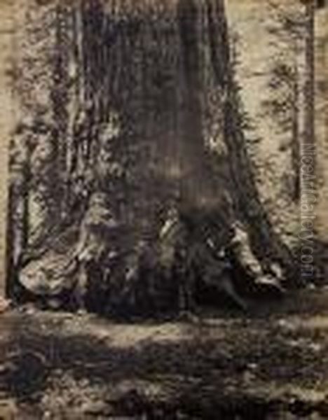 Section Of The 'grizzly Giant,' 33 Feet Diameter, Mariposa Grove,california Oil Painting by Carleton Emmons Watkins