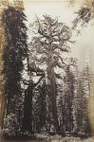 Grizzly Giant, Mariposa Grove, 33 Ft Diam Oil Painting by Carleton Emmons Watkins