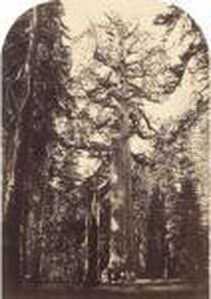 ``grizzly Giant, Mariposa Grove, 33 Ft Diam' Oil Painting by Carleton Emmons Watkins