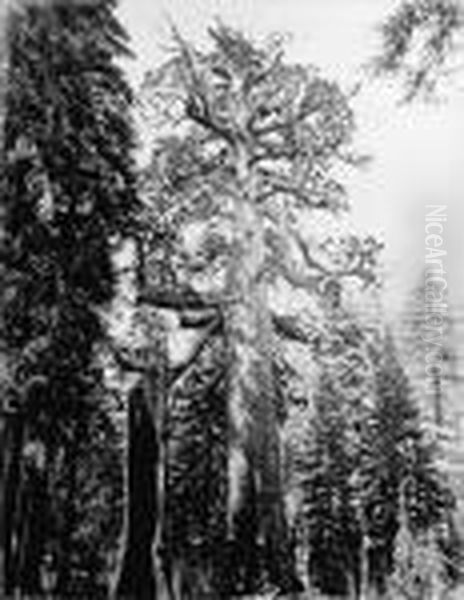 Grizzly Oil Painting by Carleton Emmons Watkins