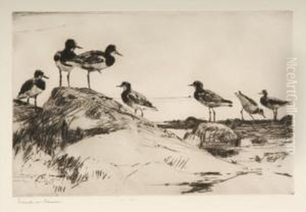 Study Of Turnstones Oil Painting by Frank Watson Wood