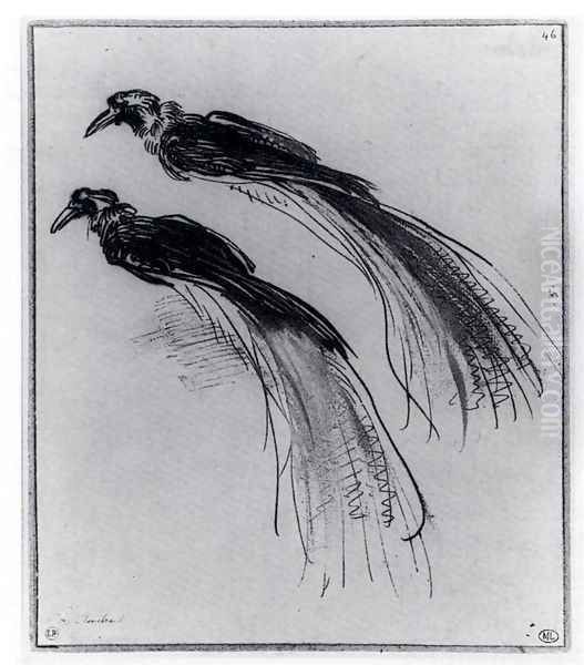 Two Studies Of A Bird Of Paradise Oil Painting by Harmenszoon van Rijn Rembrandt