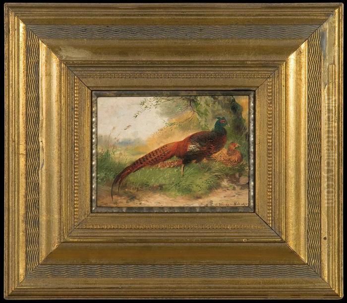 Couple Of Pheasants Oil Painting by Max I Hanger