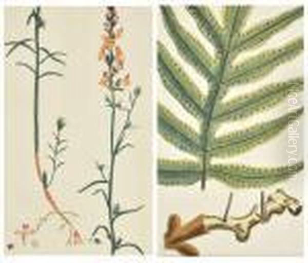 Polypodium Aureaum Polipode Dore & Antirrhinum Reticulatum Oil Painting by Basilius Besler
