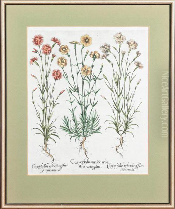 Plate From Hortus Eystettensis Oil Painting by Basilius Besler