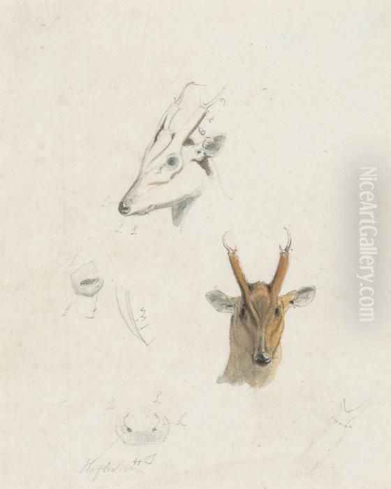 Studies Of The Head, Nose And Antlers Of A Musk Deer Of Ceylon Oil Painting by Samuel Daniell