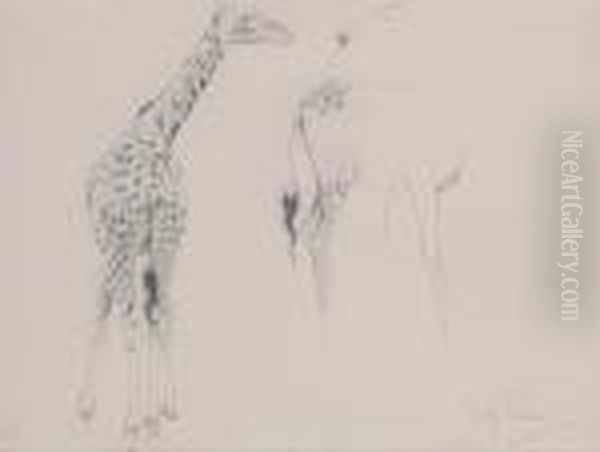 A Study Of Two Giraffes Oil Painting by Wilhelm Kuhnert