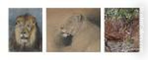 A Lion Study Oil Painting by Geza Vastagh