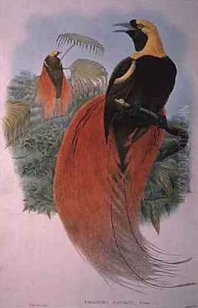 Paradisaea Raggiana Oil Painting by William M. Hart