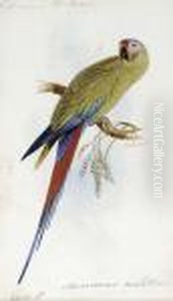 A Varied Lorikeet, Trichoglossus
 Versicolor, An Illustration Forsir William Jardine's The Naturalist's 
Library Oil Painting by Edward Lear