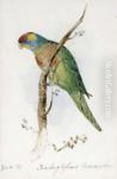 A Great Green Macaw, Macrocercus
 Militaris, An Illustration For Sirwilliam Jardine's The Naturalist's 
Library Oil Painting by Edward Lear