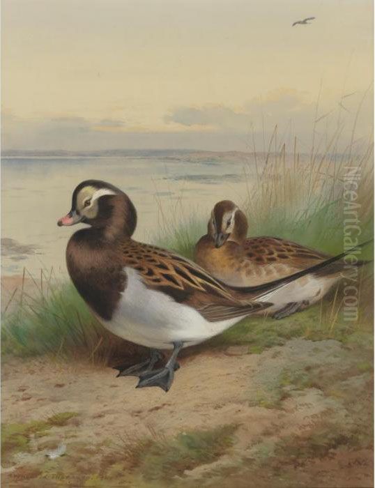 Long Tailed Duck, Summer Oil Painting by Archibald Thorburn