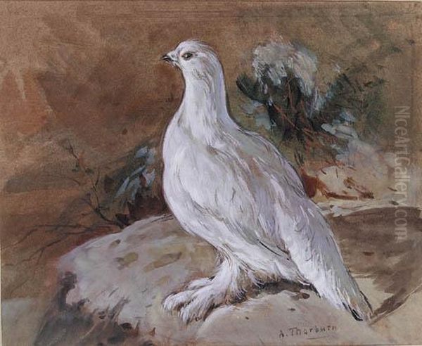 A Ptarmigan Resting Oil Painting by Archibald Thorburn