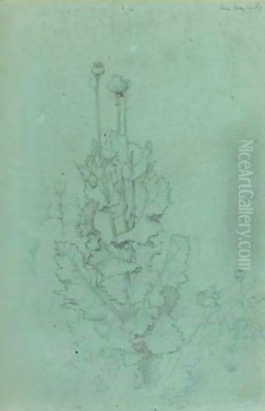 Plant Study Oil Painting by Sir Edward John Poynter