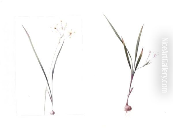 A Flowering Cactus Oil Painting by Pierre-Joseph Redoute