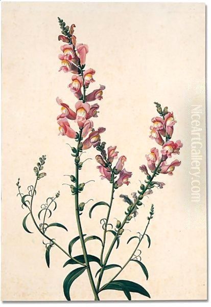 Study of a spray of snapdragons Oil Painting by Pancrace Bessa