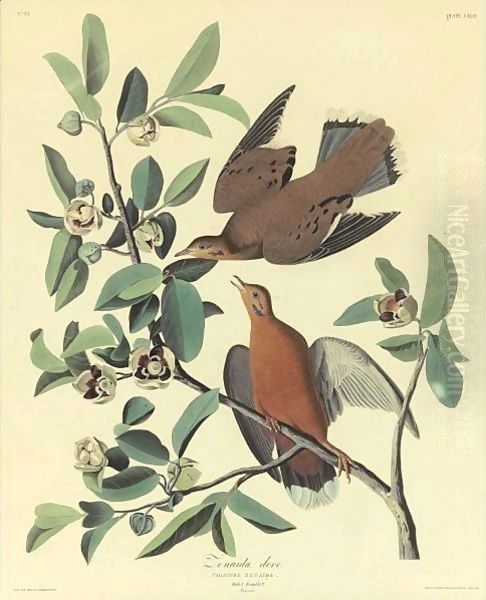 Zenaida Dove Oil Painting by John James Audubon