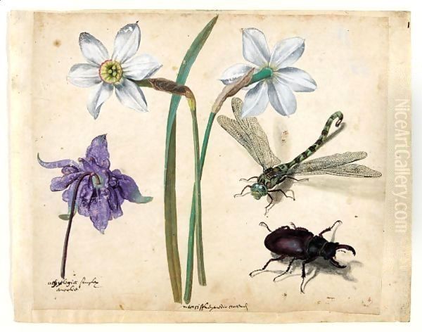 A Sheet Of Studies Of Flowers And Insects Two Narcissi And A Columbine, With A Dragonfly And A Stag Beetle Oil Painting by Jacques le Moyne de Morgues