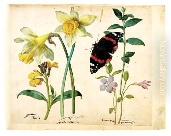 A Sheet Of Studies Of Flowers A Gilliflower, Two Wild Daffodils, A Lesser Periwinkle And A Red Admiral Butterfly Oil Painting by Jacques le Moyne de Morgues