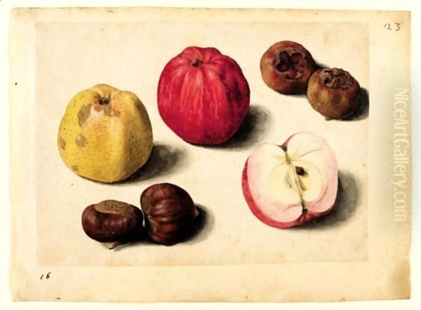 A Sheet Of Studies Of Fruits Apples, Chestnuts And Medlars Oil Painting by Jacques le Moyne de Morgues