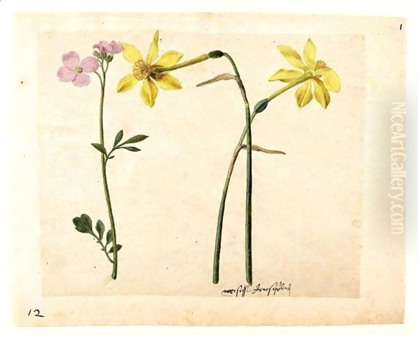 A Sheet Of Studies Of Flowers Two Narcissi And A Lady's Smock Oil Painting by Jacques le Moyne de Morgues