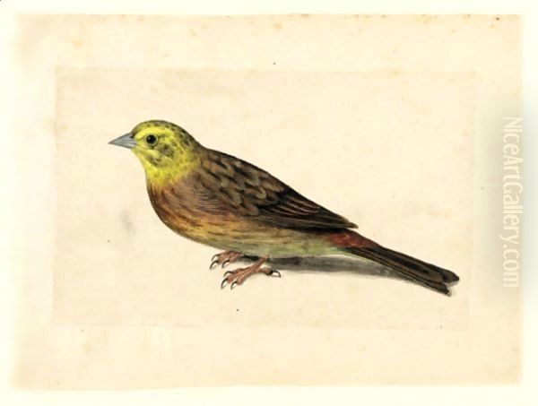 Study Of A Yellowhammer Oil Painting by Jacques le Moyne de Morgues