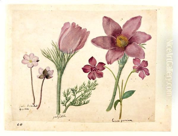 A Sheet Of Studies Of Flowers A Liverwort, Two Pasque Flowers And A Lesser Periwinkle Oil Painting by Jacques le Moyne de Morgues