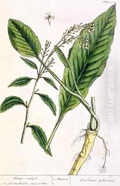 Horseradish, plate 415 from 'A Curious Herbal' Oil Painting by Elizabeth Blackwell